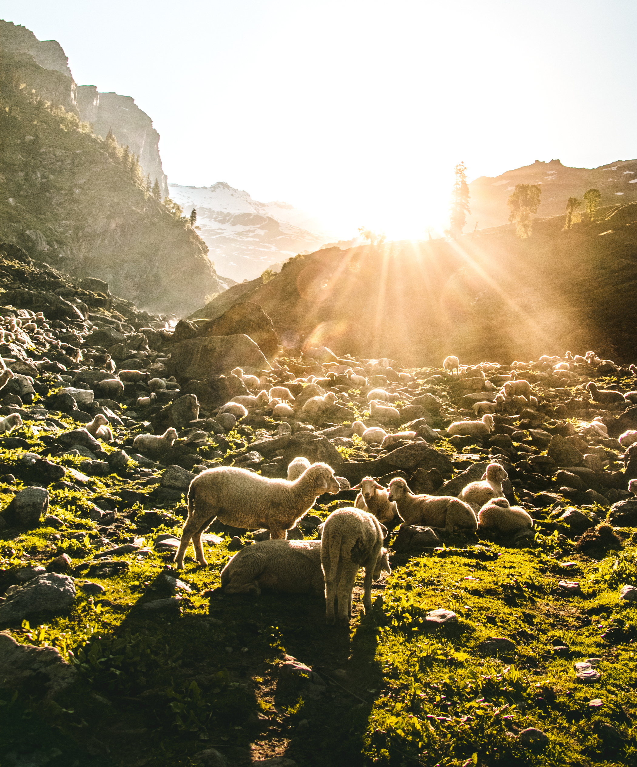 Herd of Sheeps